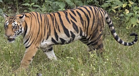 No, this is not the mysterious Sandy Run tiger! Its a female Bengal tiger from the Kanha National Park in India. Photo by Charles J. Sharp CC BY-SA 4.0